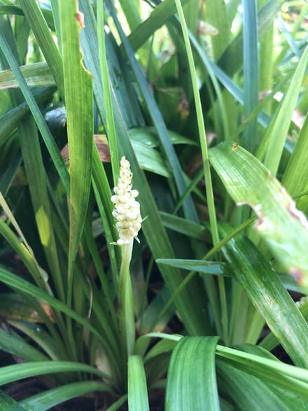 6 x Liriope muscari 'Monroe White' - Leliegras - P9 Pot (9 x 9cm) - Dima Vaste Planten