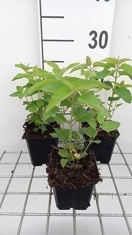 6x Bergamotplant - Monarda hybr. 'Elsie's Lavender' | 9x9 cm pot