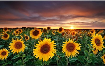 Houten Puzzel - Legpuzzel - Ontspanning - 1500 Stukjes - 87 x 57 cm - Zonnebloem
