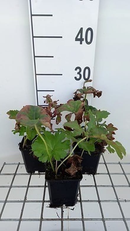 6x Schildblad - Darmera peltata (peltiphyllum pelt.) | 9x9 cm pot