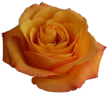 20x Rosa confidential 60cm