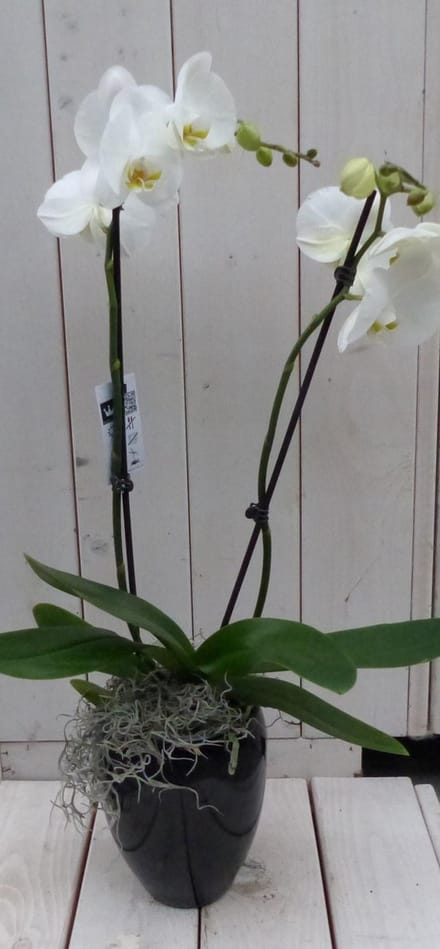 Vlinderorchidee witte in hoge zwarte/antraciete pot 60 cm