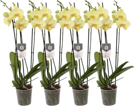 Green Harmony - Set van 4 - Phalaenopsis Volterra - 3 tak orchidee - 60 cm - Ø12cm