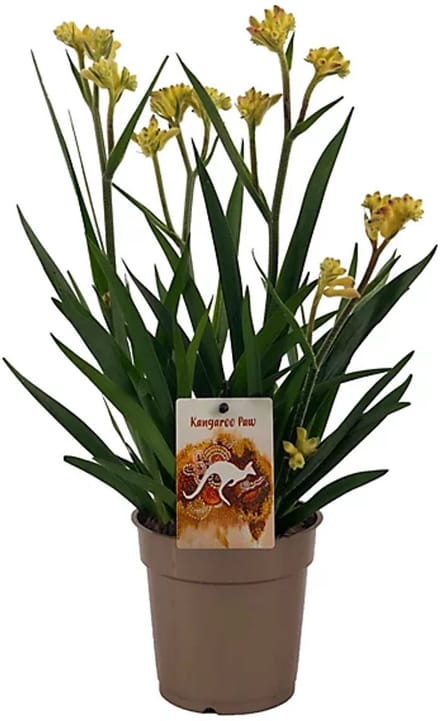 JUNAVERA Anigozanthos (kangoeroepoot) | 12 cm pot | 37 cm hoog