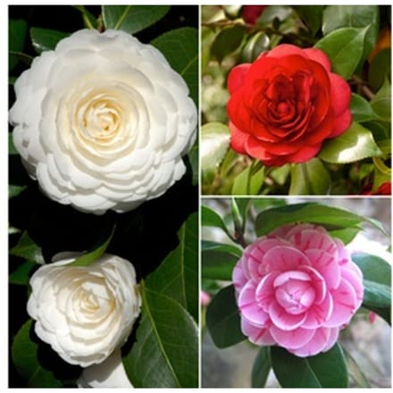 Set van 3 of 6 Japanse rozen Camellia : Rood / 3