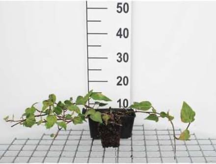 6 x Hedera colchica - Perzische klimop - pot 9 x 9 cm