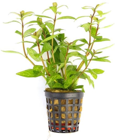 Moerings Hygrophila Polysperma | Belgisch groen | in 5 cm pot