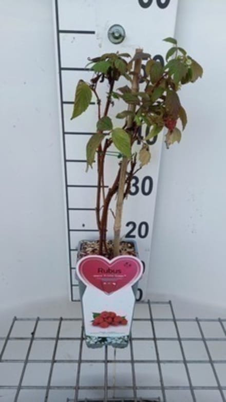 Rubus id. 'Aroma Queen' - Herfstframboos in pot