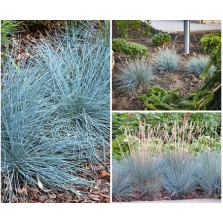 Blauw Schapengras (Festuca glauca Elija Blue ): 4
