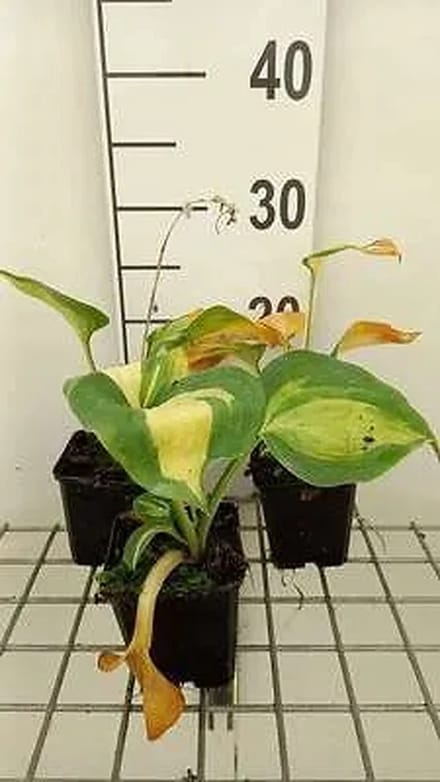 6x Funkia - Hosta sieb. 'Great Expectations' | 9x9 cm pot