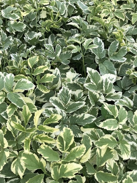 6 x Aegopodium podagraria 'Variegatum' - Bont Zevenblad in pot 9x9 cm