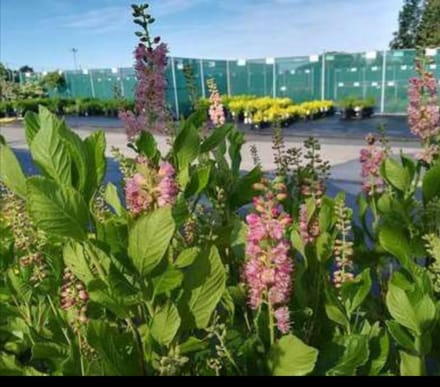 Clethra aln. 'Ruby Spice' - Schijnsels 30- 40 cm in pot