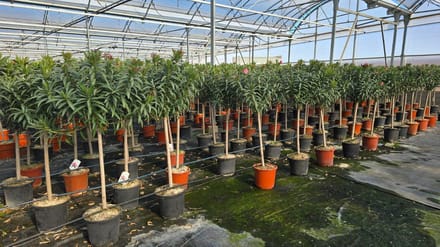 Sunny Tree - Plant - Oleander op stam - Nerium Oleander - 160 cm - Kleur Rood - Buitenplant