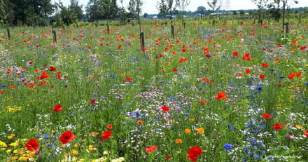 Vlinder en Bijen mix BIO Wildboeket 250 gram voor 100 m2