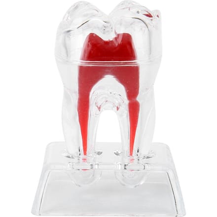 Modèle de dents dentaires séparables en plastique dents endodontiques outil éducatif pour étudiants white
