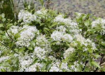 Chionanthus retusus - Chinese Sneeuwvlokkenboom 60- 80 cm in pot