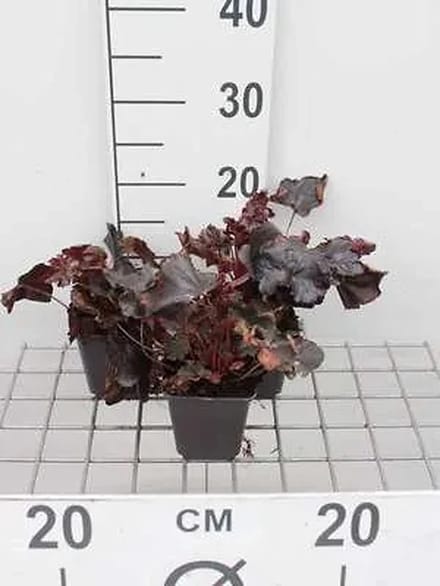 6x Purperklokje - Heuchera hybr. 'Obsidian' | 9x9 cm pot