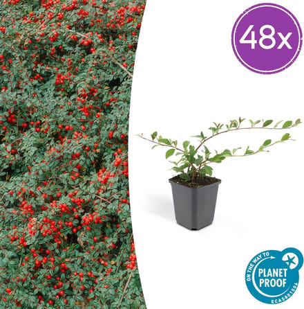 48 x Dwergmispel 'Major' Cotoneaster dammeri 25cm - Ø9cm sterke winterharde bodembedekker