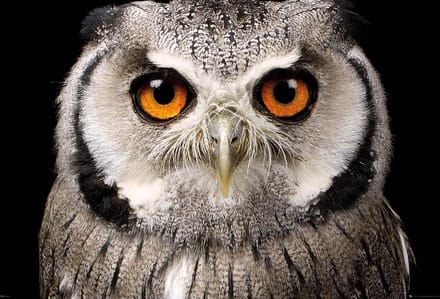 Uil poster - Owl - vogel - 61 x 91.5 cm