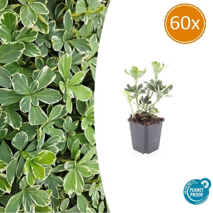 60 Bodembedekkers schaduw - Pachysandra terminalis 'Variegata' 10-25cm | Dikkemanskruid winterhard