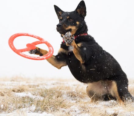 BIONIC Toss-N-Tug Ring 23cm oranje