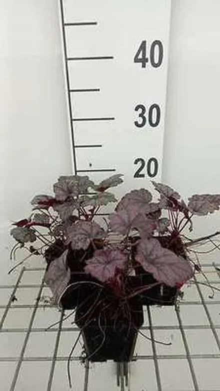 6x Purperklokje - Heuchera hybr. 'Plum Royale' | 9x9 cm pot
