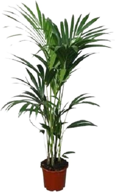 Howea forsteriana - Ø24 - ↨120cm