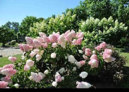 1 x Hydrangea pan. 'Vanille Fraise'® - Pluimhortensia 40- 50 cm in pot
