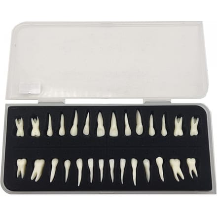 Tand 28 Permanente Tanden Modellen Met Wortels Anatomisch Gipsmodel Voor Tandheelkundige Studie white
