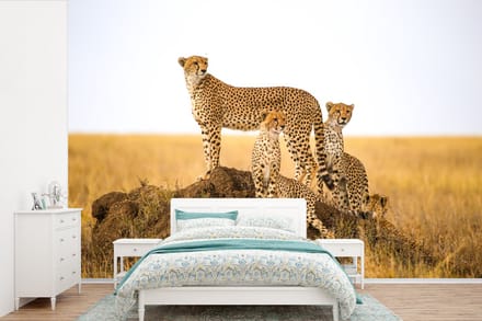 Behang - Fotobehang Cheetah - Gras - Natuur - Savanne - Breedte 600 cm x hoogte 400 cm