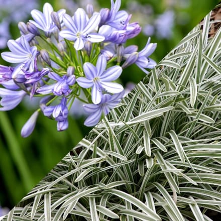 Agapanthus 'Silver Moon' - Afrikaanse lelie - Wortelgoed - 5 stuks
