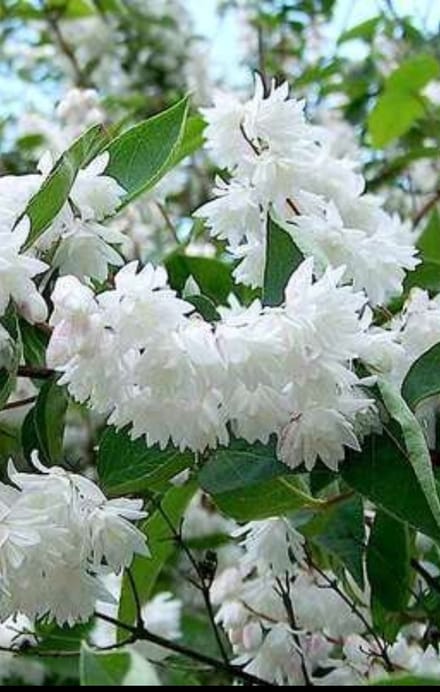 Deutzia magnifica - Bruidsbloem 60- 80 cm in pot