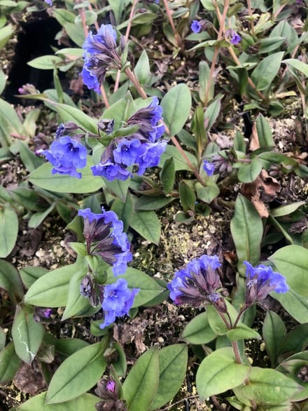 6x longkruid - Pulmonaria hybr. 'Blue Ensign' | 9x9 cm pot