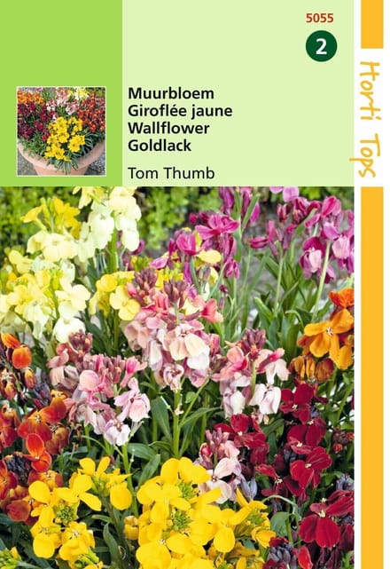 2 stuks Hortitops Cheiranthus Cheirii Tom Thumb Gemengd