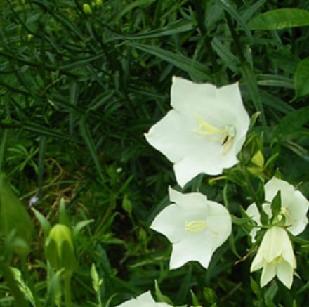6 x Campanula Pyramidalis 'Alba' - Klokje Pot 9x9 cm - Torenhoge Witte Bloemen