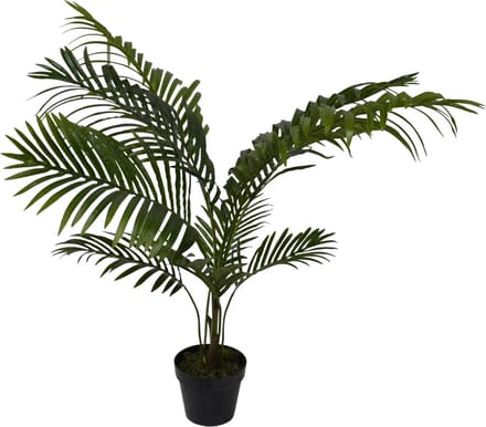 Areca - 100 cm