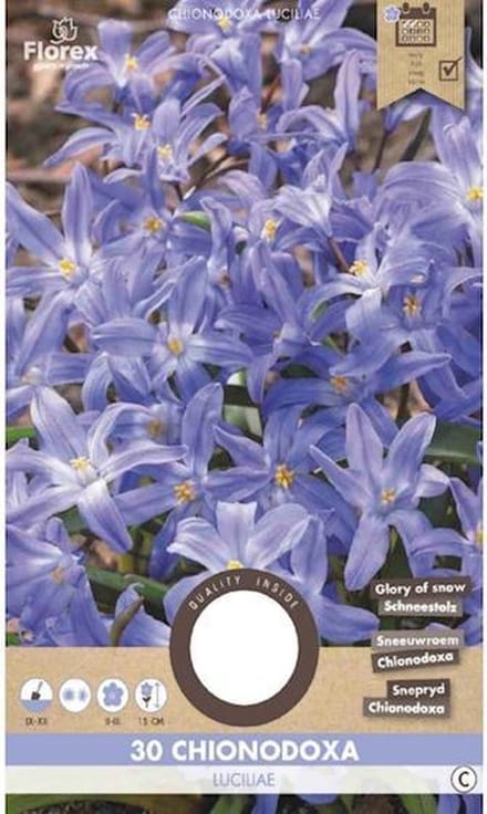 Chionodoxa Luciliae 5/6 30 stuks
