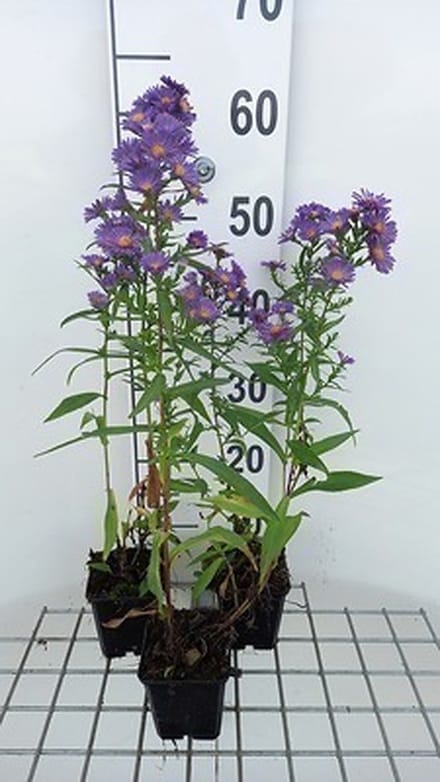 6x Aster - Aster n.b. 'Schoene Von Dietlikon' | 9x9 cm pot