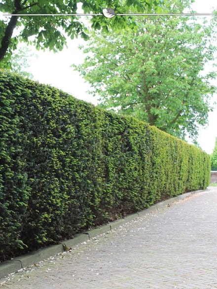 Laurier Prunus Caucasica 120-140 cm in Pot, 80x Haagplant