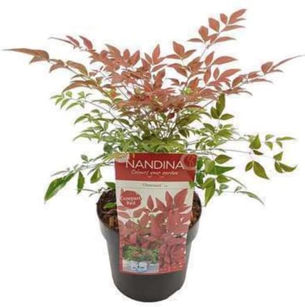 Nandina domestica 'Obsessed' - Hemelse bamboe 25 - 30 cm in pot