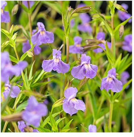 Moerings Mimulus Ringens | Maskerbloem | In 18CM Mand Kant en Klaar