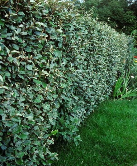 Elaeagnus ebbingei - Set van 4 (1 meter haag) - Olijfwilg - Pot 3 Liter 30-40cm - Wintergroen