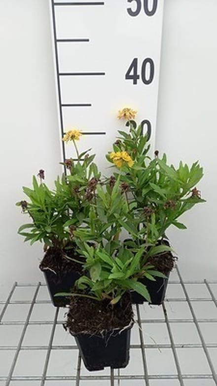 6x Zonnekruid - Helenium hybr. 'Double Trouble' | 9x9 cm pot