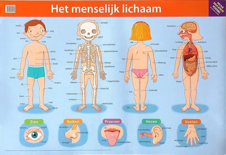 Deltas Educatieve posters - Het menselijk lichaam