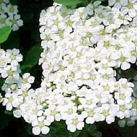 Spiraea Nipponica 'Snowmound' - Spierstruik - 40-60 cm: Sierlijke spierstruik met overvloedige witte bloesem.