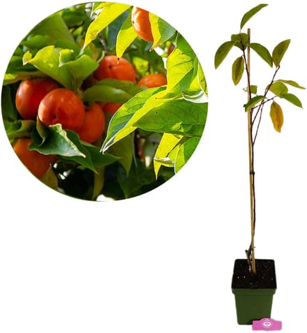 Diospyros kaki 'Sweet 500', sharonfruit, 2 liter pot, Hoogte 90cm