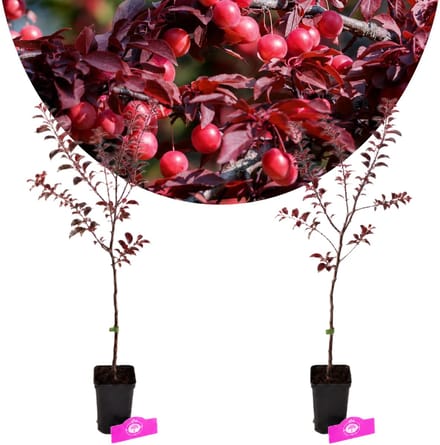 Set van 2 Rode kerspruim - Prunus Cerasifera - Hoogte 60cm - 9cm pot