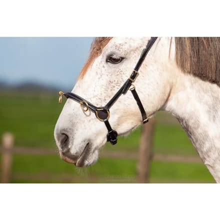 Paardenbox Edix Saddles ED5