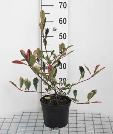 Photinia x fraseri 'Pink Marble'(cassini) - Glansmispel 40 - 60 cm in pot