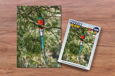 Puzzel Quetzal in het regenwoud van Panama - Legpuzzel - Puzzel 500 stukjes